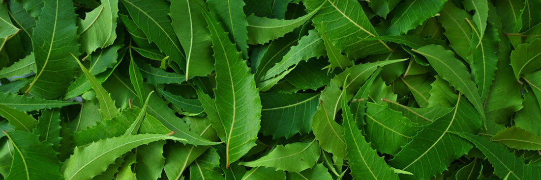 August Star Ingredient: Neem